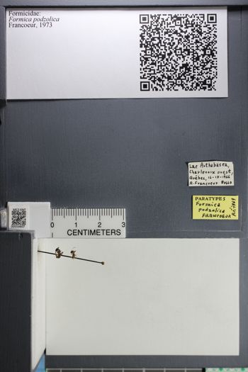 Media type: image;   Entomology 553607